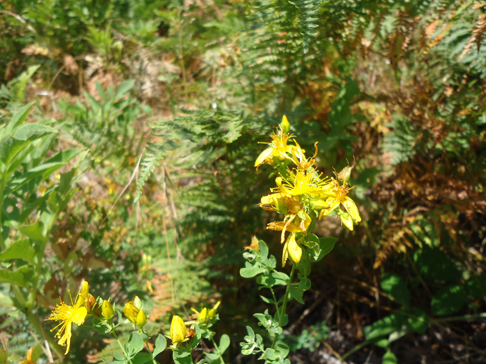 Λουλούδια και φυτά στο όρος Κερκέτιον