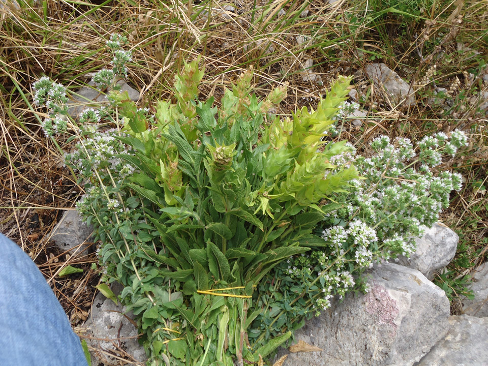 Λουλούδια και φυτά στο όρος Κερκέτιον